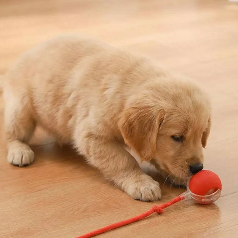 Active Rolling Ball with Tail for Dogs
